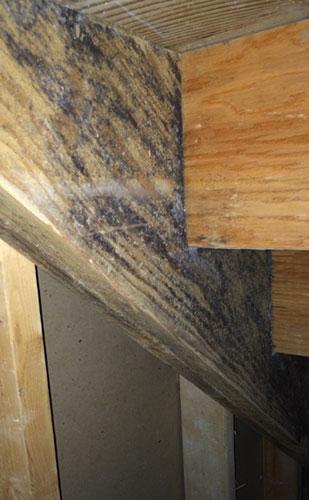 What to Expect from a Professional Mold Inspection